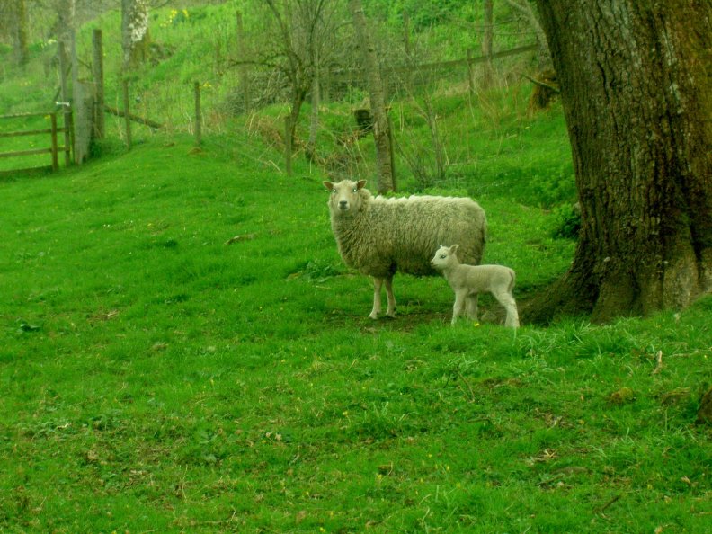 Sheep in Scotland