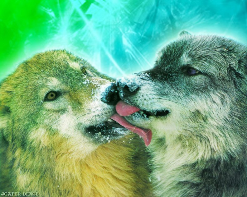 wolf_kisses_french_way.jpg