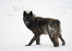 Wolf in Lamar Valley