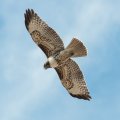 beautiful hawk in flight