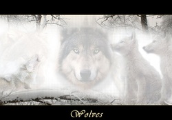 Wolves art