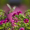 The flight of the hummingbird