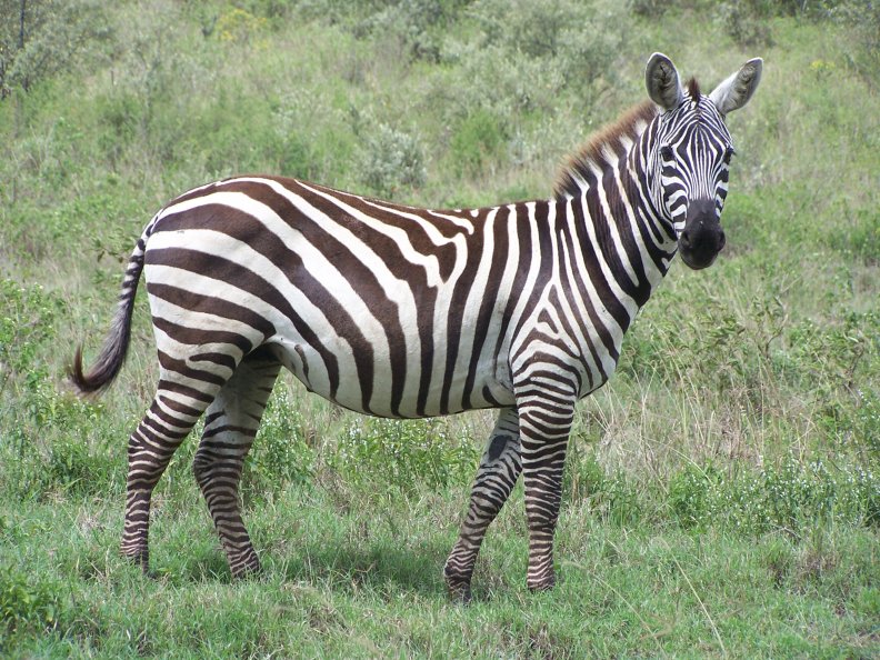 East African Zebra