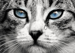 Blue Eyed Cat with a Tear