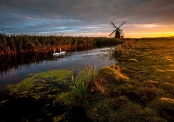 swans in a river by a windmill