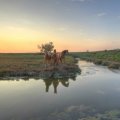 horses by a creek at sunrise