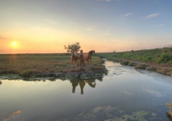 horses by a creek at sunrise