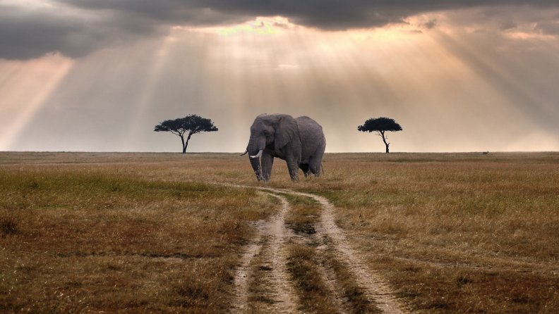 elephant_waiting_for_a_bus_on_the_savanna.jpg
