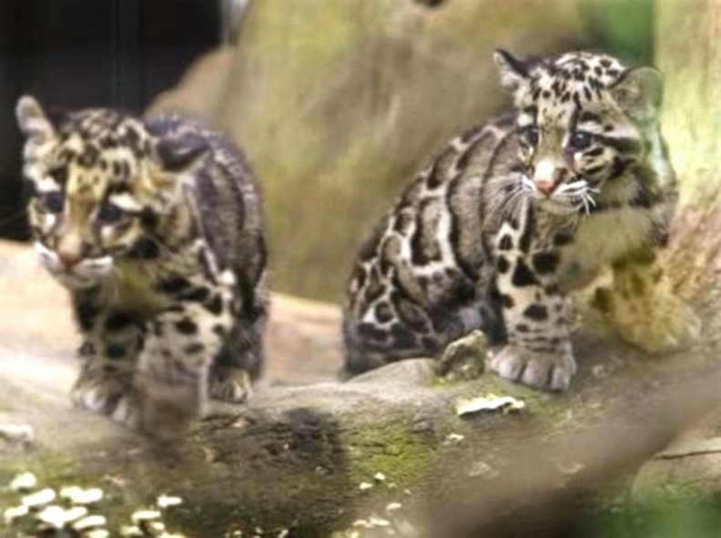 Formosan clouded leopard cubs