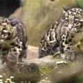 Formosan clouded leopard cubs