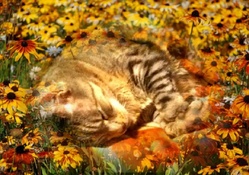 Spring Sleeping Cat