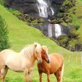 Horses Near Waterfalls