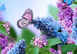 Butterfly on Lilacs