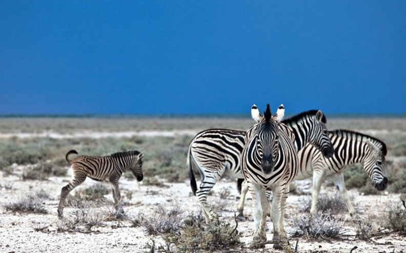 African Zebras with Colt