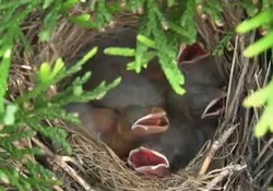 babies in nest 2