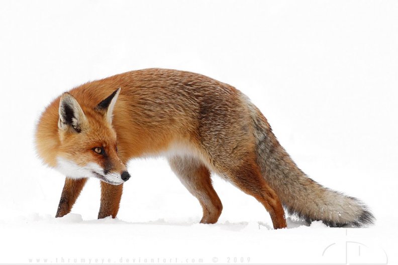 High key fox
