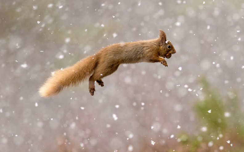 red_squirrel.jpg