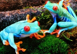colorful frogs