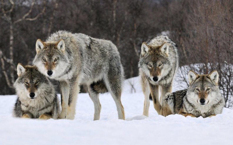 wolf buddies