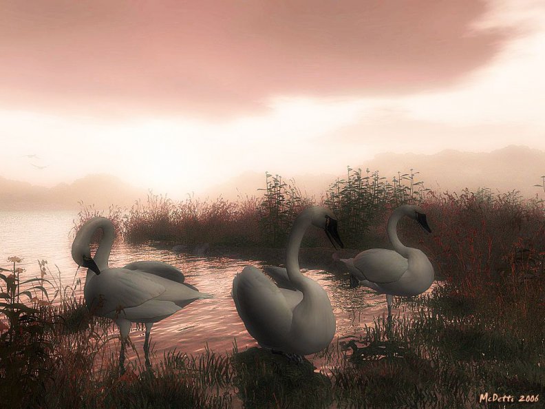 swans.jpg