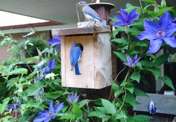 Busy Bluebirds