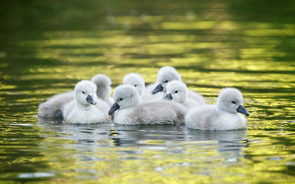 Swan chicks