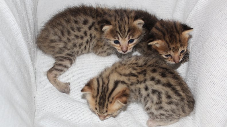 serval_savannah_kittens.jpg