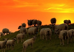 Sheeps at sunset