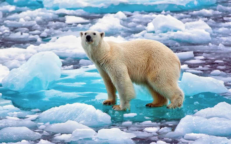 Polar Bear on an Ice Flow
