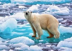 Polar Bear on an Ice Flow