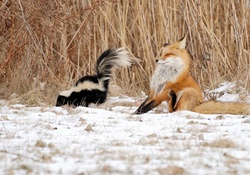 skunk vs fox