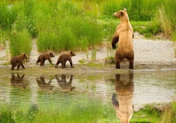 Cute bear family