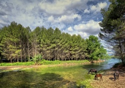 horses grazing by a beautiful river hdr