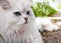 Persian Cat In Garden