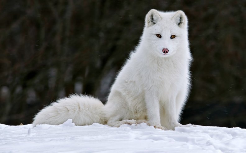 Arctic Fox from Quebec, Canada