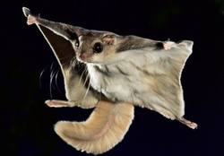 flying squirrel in flight