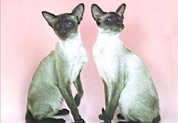 Siamese cats