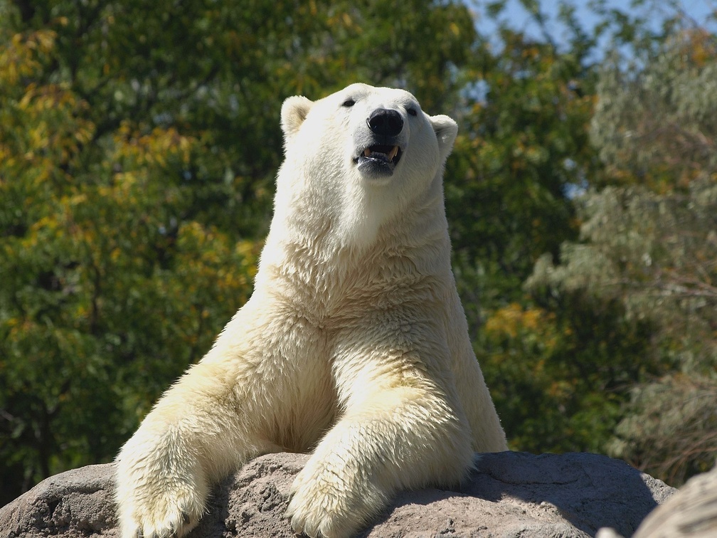 *** Polar bear ***