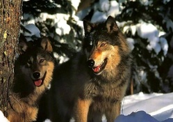 beautiful majetic wolves
