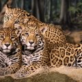 *** Jaguar family ***