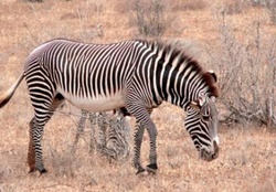 Grevy zebras