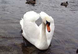~ ~ Swanning By ~ ~