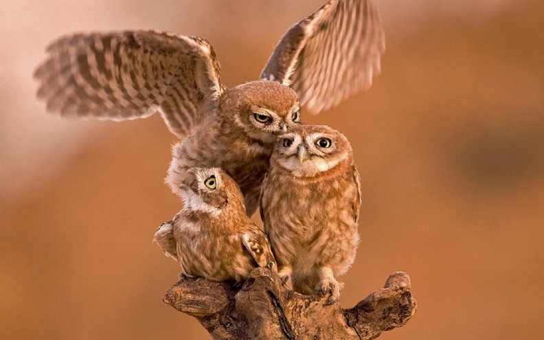 owl_family.jpg