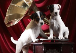 Gramaphone pups