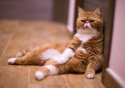 *** Ginger cat ***