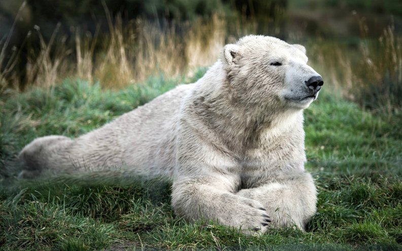 old_polar_bear_from_scotland_zoo.jpg