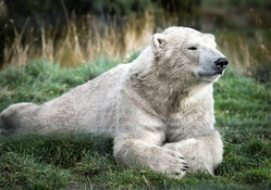 Old Polar Bear from Scotland Zoo