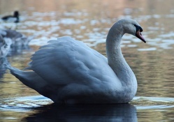*** White swan ***