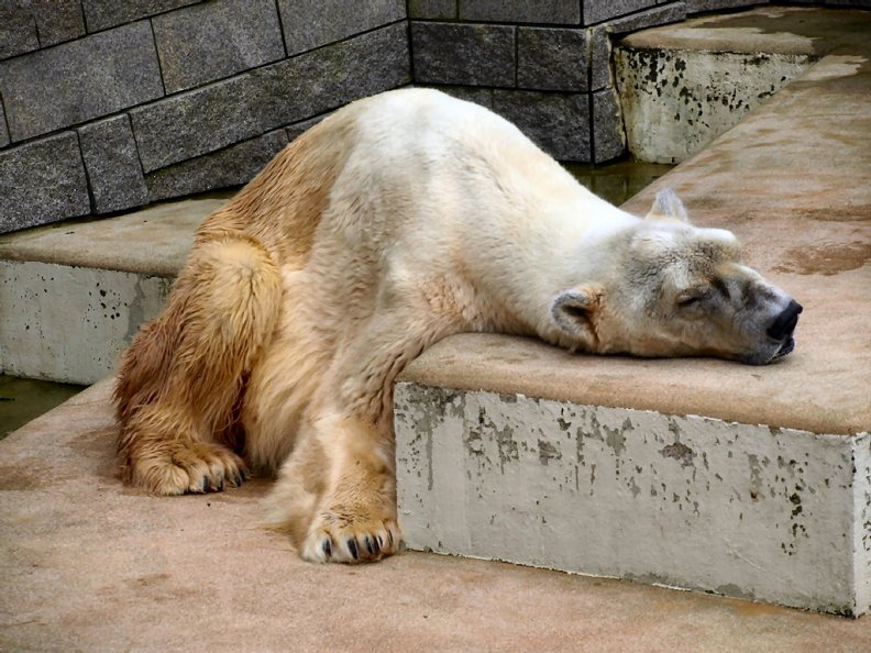 terribly tired bear