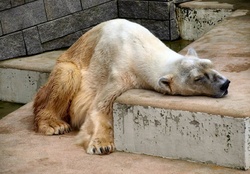 terribly tired bear